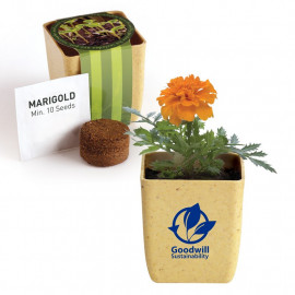 Product: FLOWER POT SET WITH MARIGOLD SEEDS