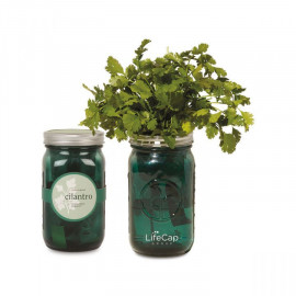 Product: Modern Sprout Indoor Herb Garden Kit