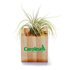 Product: Air Plant