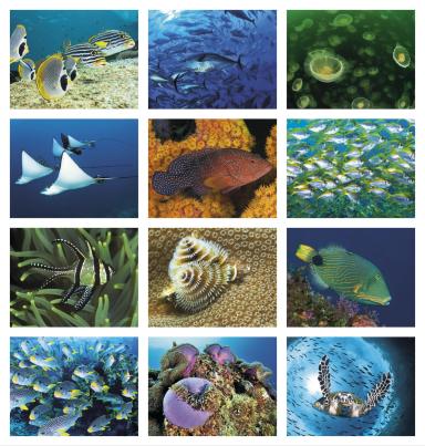 Ocean Glory Calendar, Spiral
