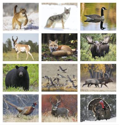 Wildlife Appointment Calendar