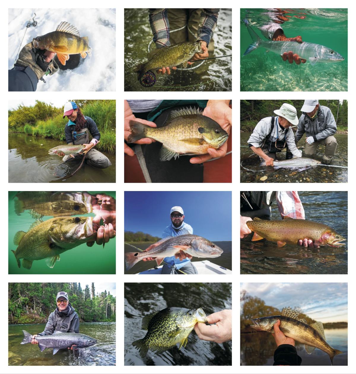 Fishing Guide (Monthly Fishing Activity Forecast)
