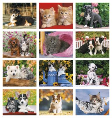 Four Paws Calendar