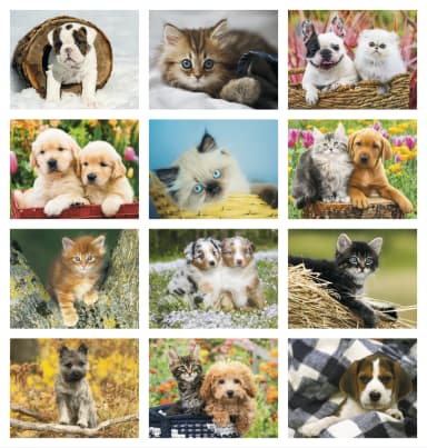 Four Paws Calendar
