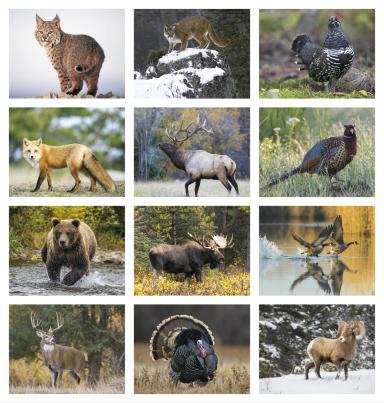 Wildlife Portraits Calendar, Spiral