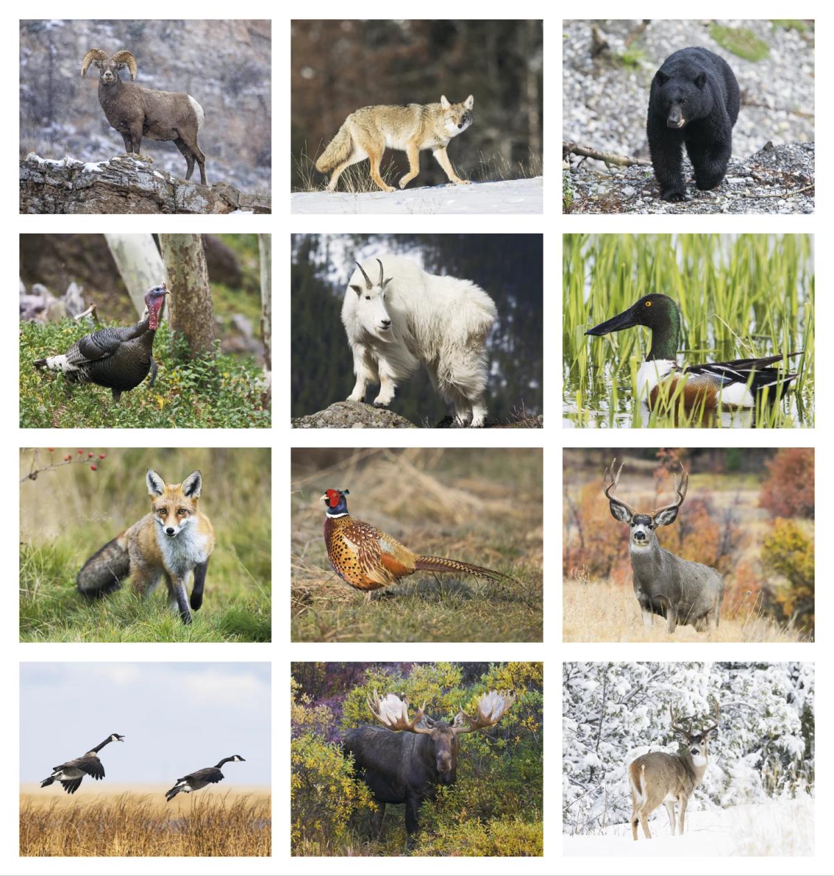 Wildlife Portraits Calendar, Spiral
