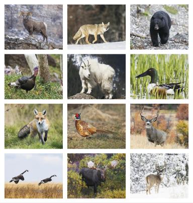 Wildlife Portraits Calendar, Spiral