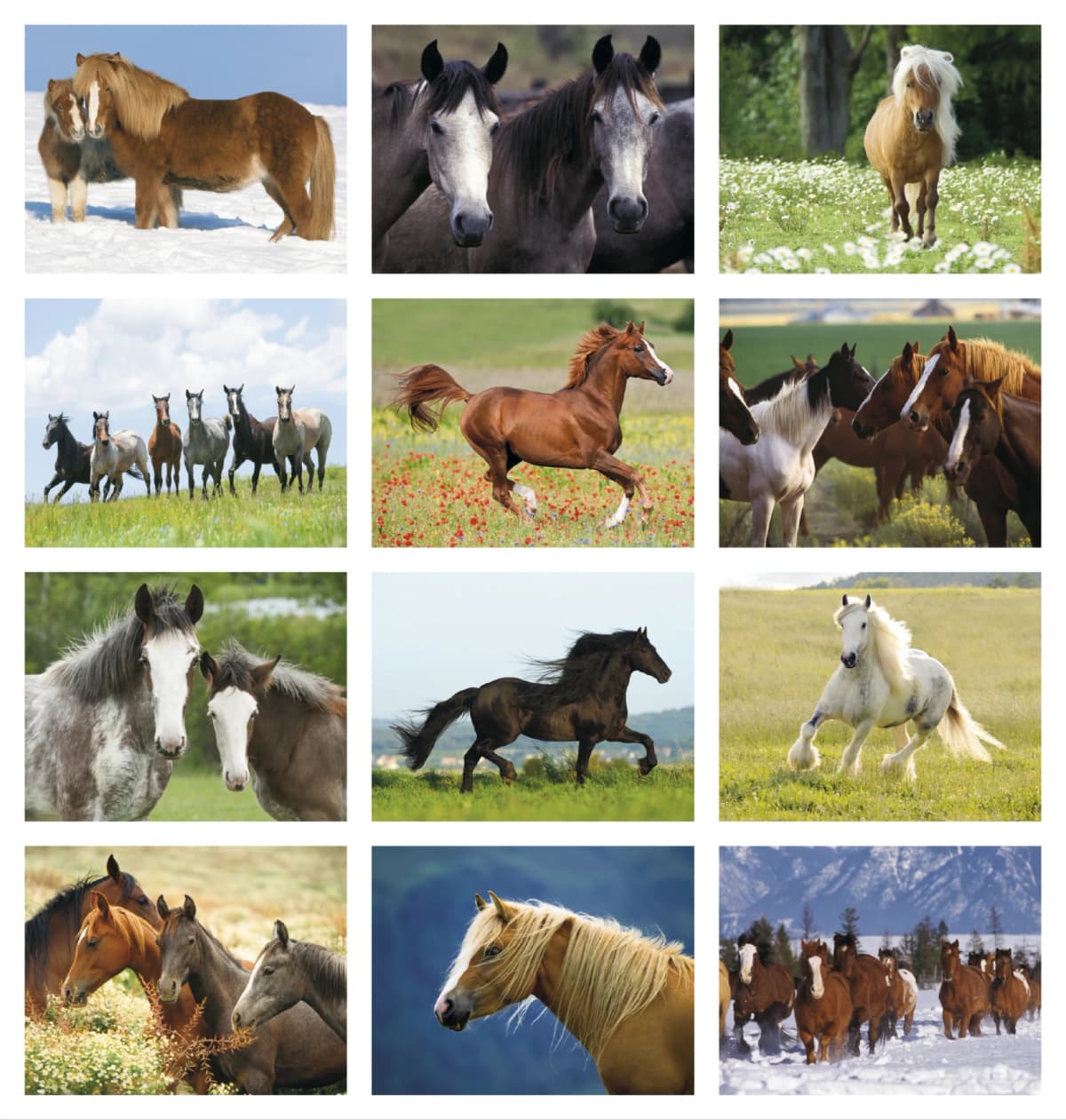 Horses Calendar