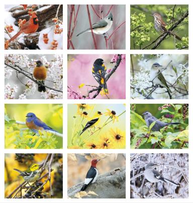 Birds Calendar