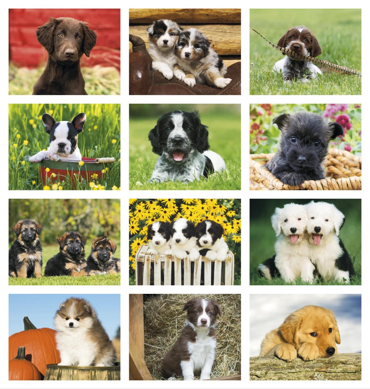 Puppies Calendar