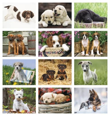Puppies Calendar
