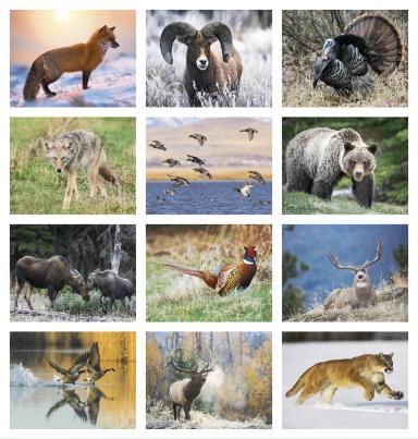 North American Wildlife Calendar