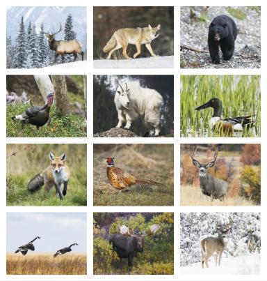 Sportsman Calendar
