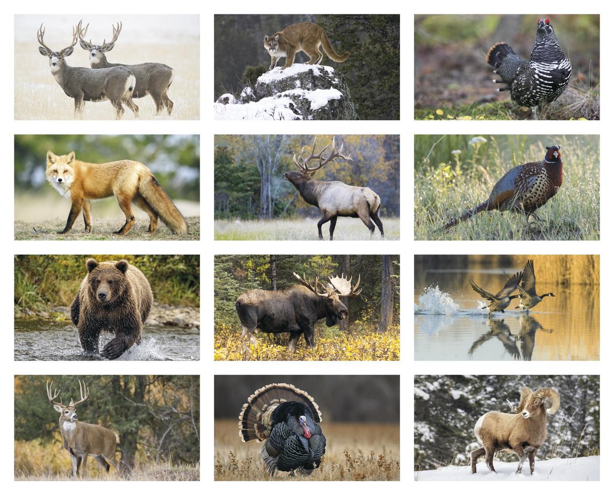 North American Wildlife Calendar