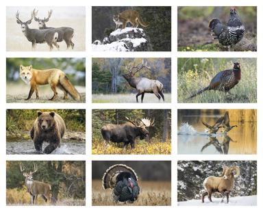 North American Wildlife Calendar