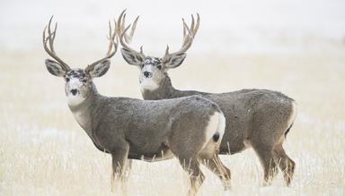North American Wildlife Calendar