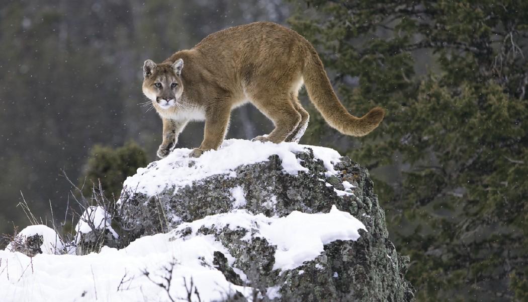 North American Wildlife Calendar