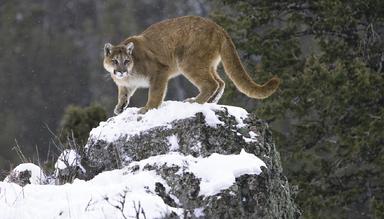North American Wildlife Calendar