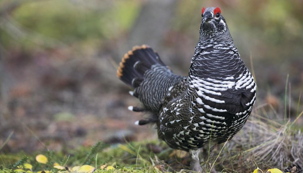 North American Wildlife Calendar