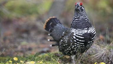 North American Wildlife Calendar