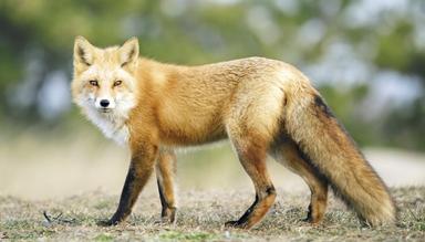 North American Wildlife Calendar