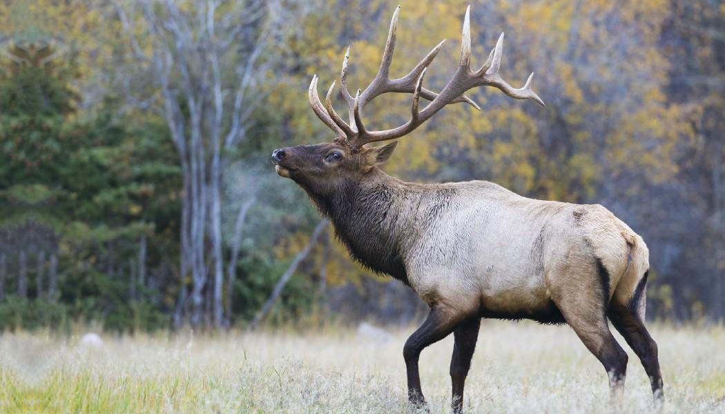 North American Wildlife Calendar