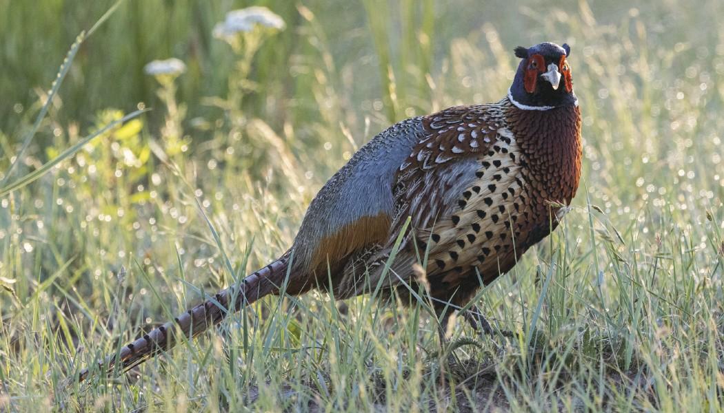 North American Wildlife Calendar