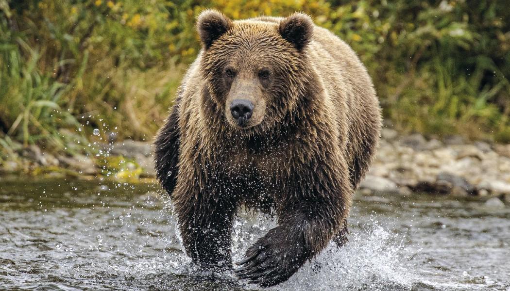 North American Wildlife Calendar