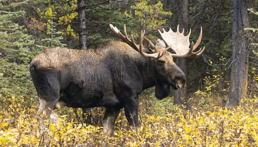 North American Wildlife Calendar