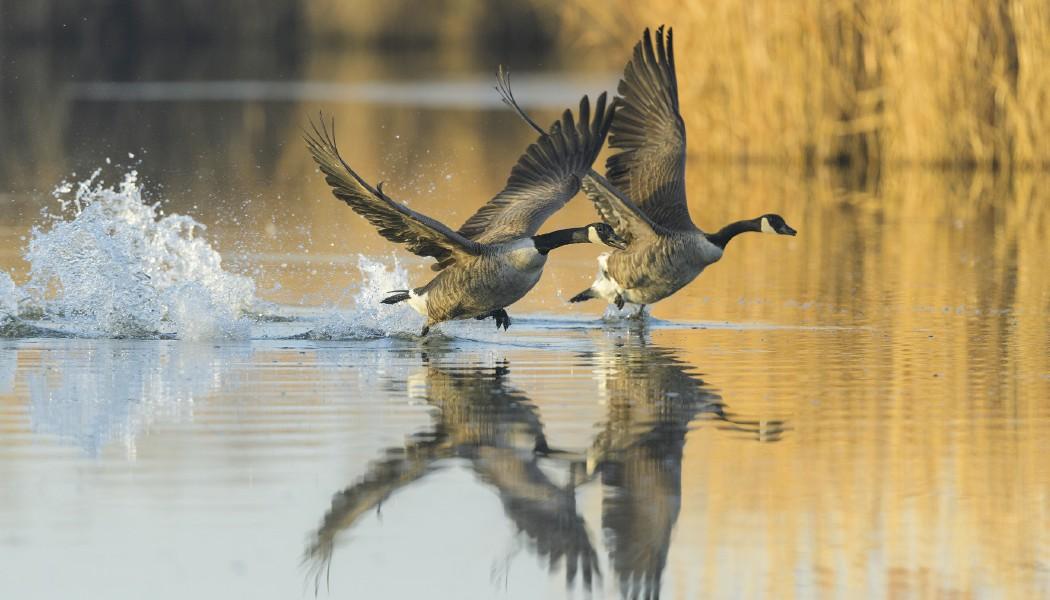 North American Wildlife Calendar