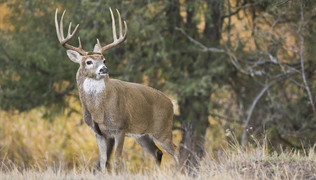 North American Wildlife Calendar