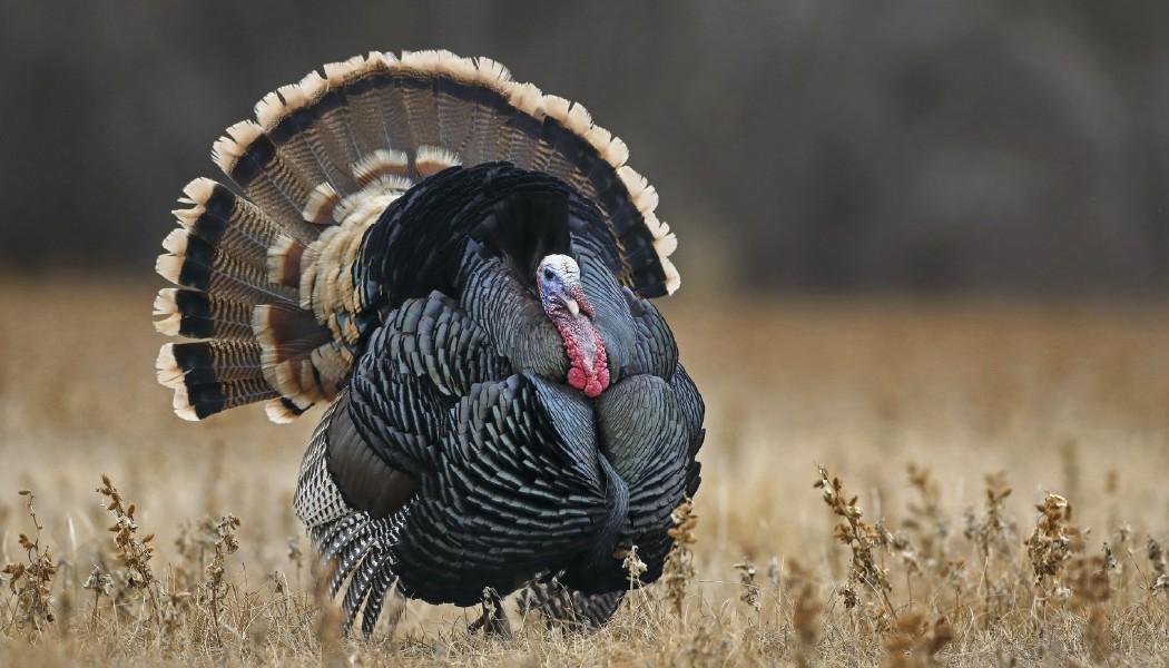 North American Wildlife Calendar