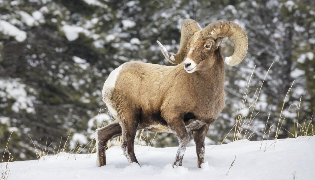 North American Wildlife Calendar