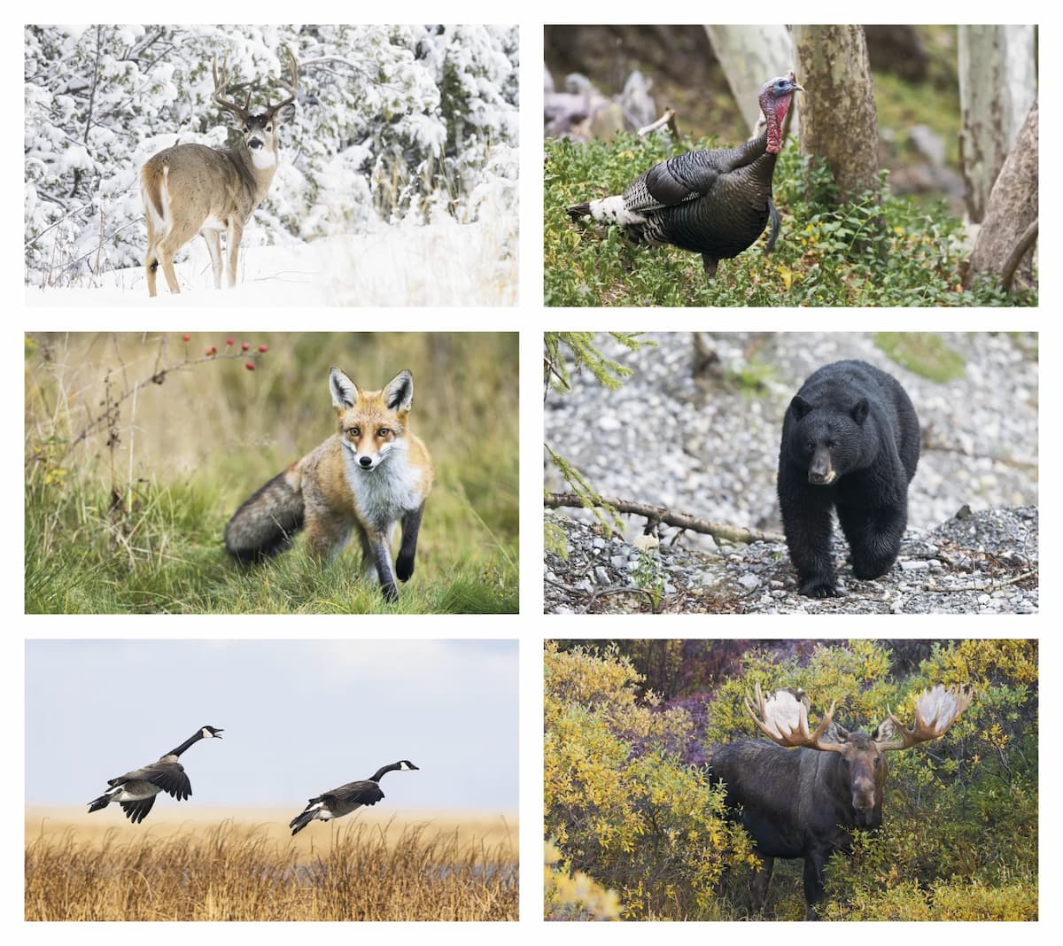 Wildlife Calendar