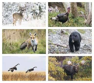 Wildlife Calendar