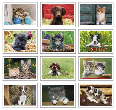 Puppies & Kittens Pocket Calendar