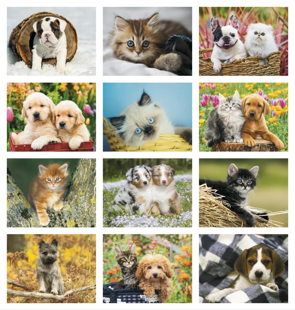 Puppies & Kittens - Spiral