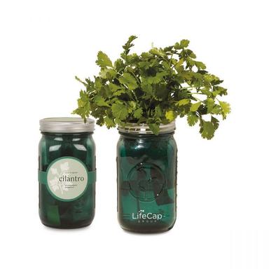 Modern Sprout Indoor Herb Garden Kit