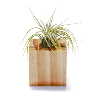 Air Plant