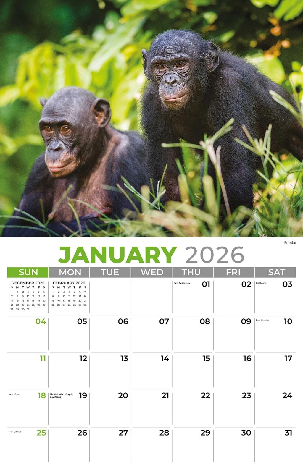 Galleria Wall 2026 International Wildlife