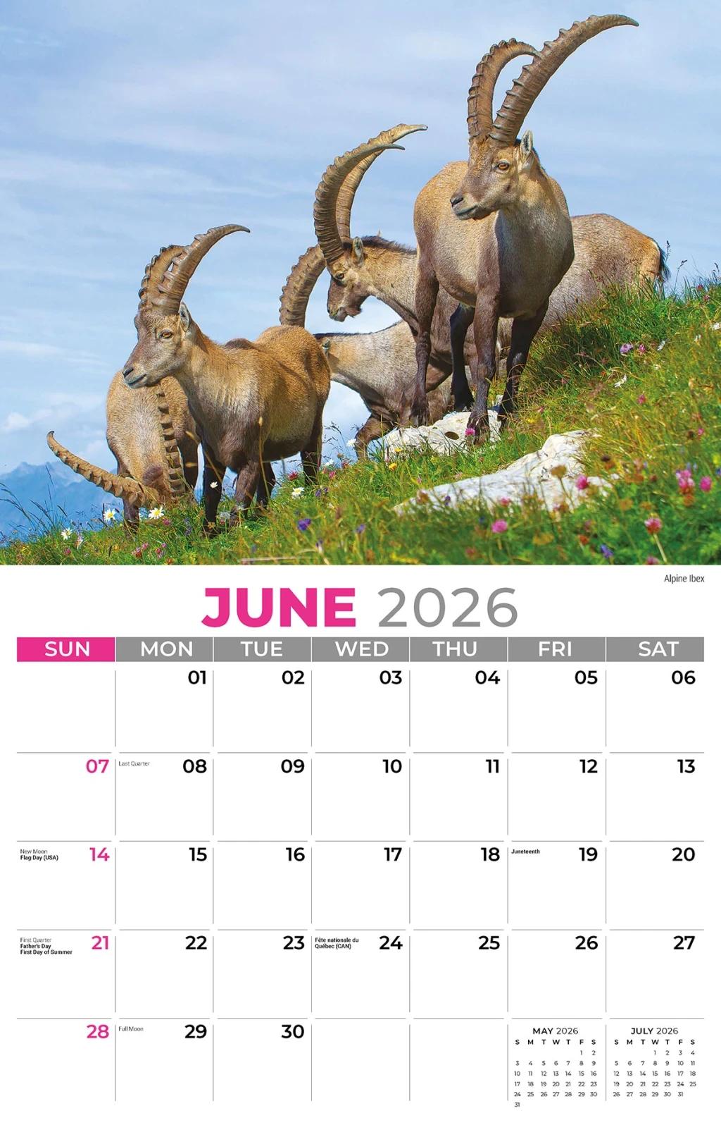 Galleria Wall 2026 International Wildlife
