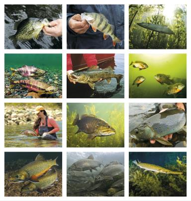 Fishing Calendar