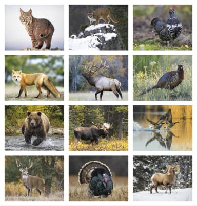 Wildlife Appointment Calendar