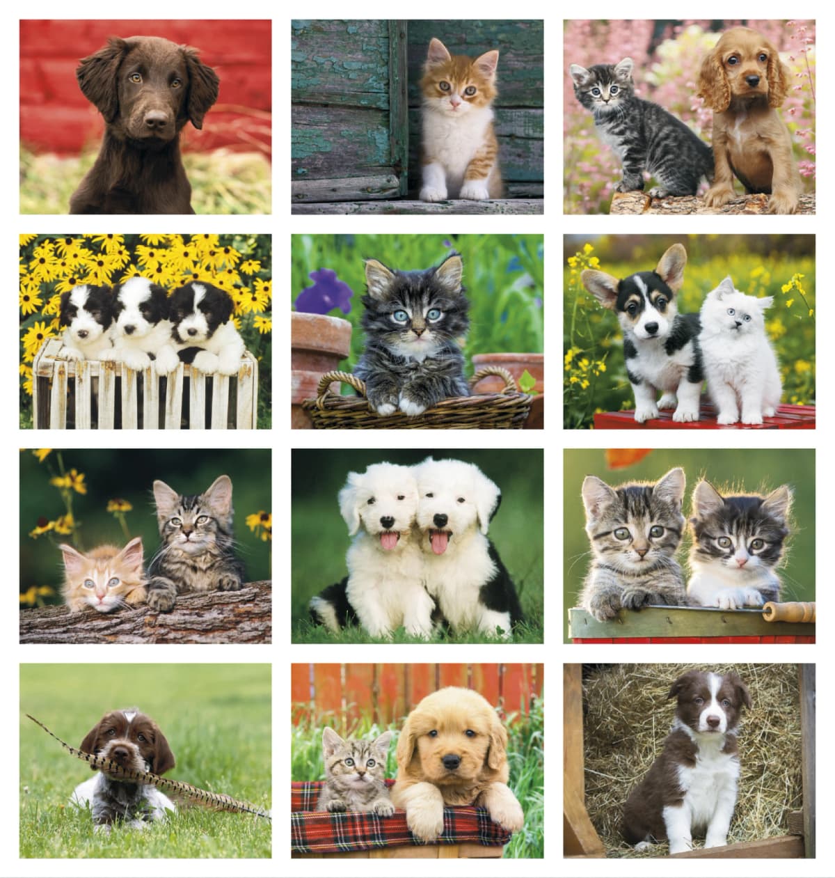 Puppies & Kittens - Spiral