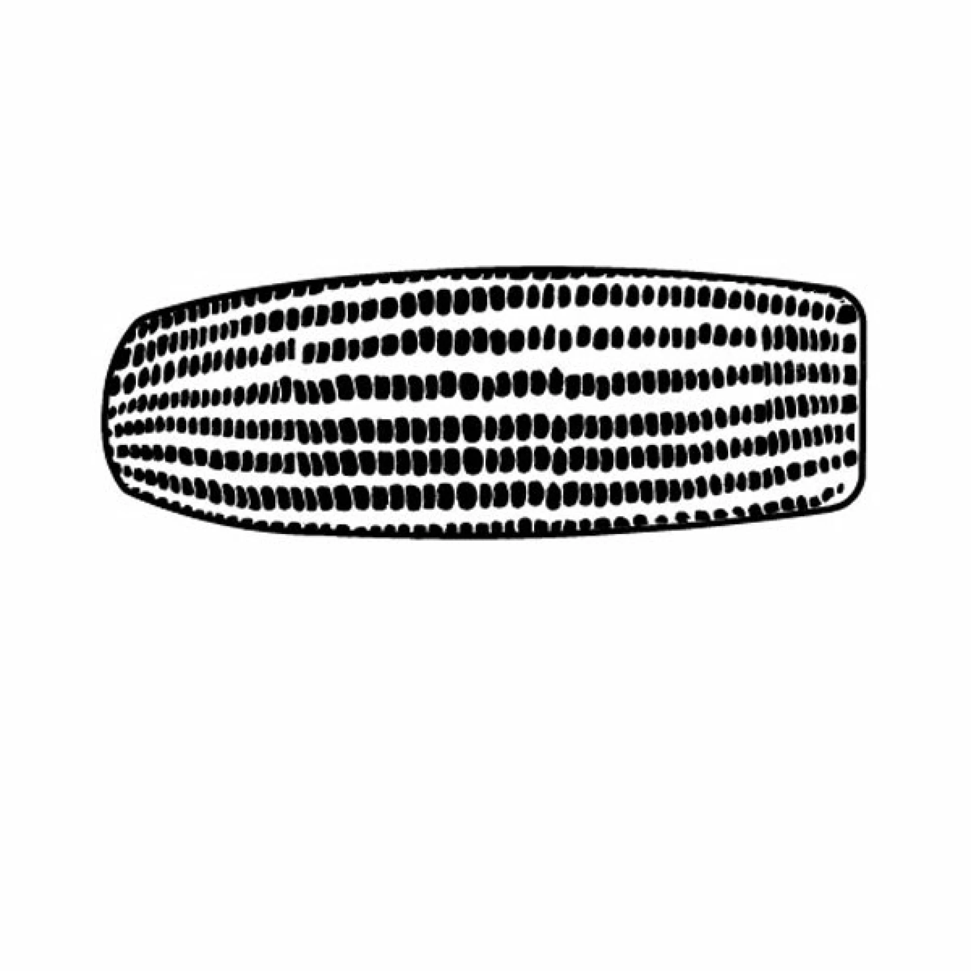 Product: Magnet - Corn Cob - Full Color